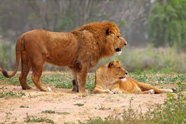 Couple Lion au repos — Photo