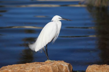 Küçük balıkçıl (Egretta garzetta)