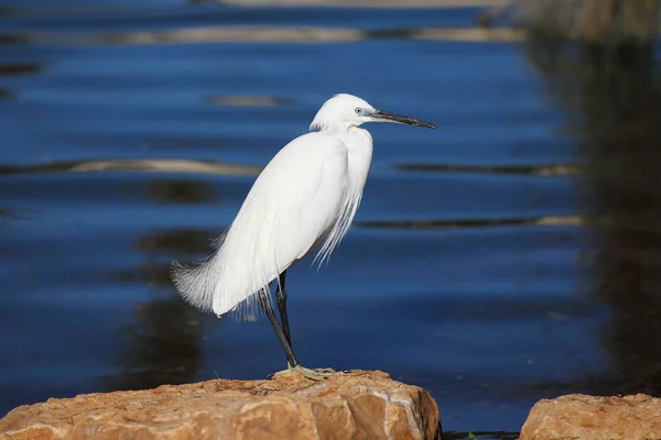 Το μικρό egret (Egretta garzetta) Φωτογραφία Αρχείου