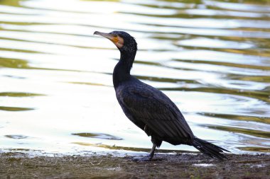 bir göl kıyısında karabatak 