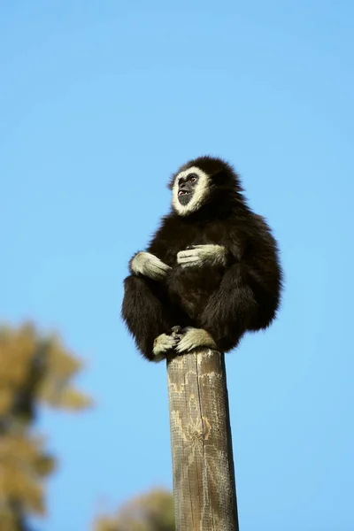 Fehér adni gibbon Jogdíjmentes Stock Képek