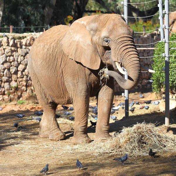 Elefante in uno zoo — Foto Stock