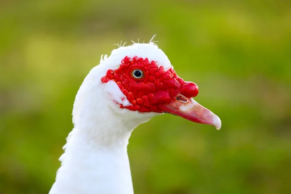 Muscovy Duck Portrait — Stock Photo, Image