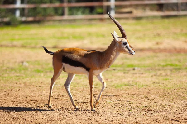 Thomson's gazelle (Eudorcas thomsonii) — Stockfoto