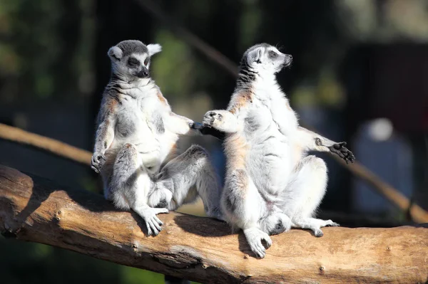 Katta két felnőtt maki (Lemur catta) Jogdíjmentes Stock Fotók