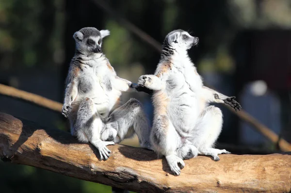 Два дорослих лемура ( Lemur catta ) Стокова Картинка