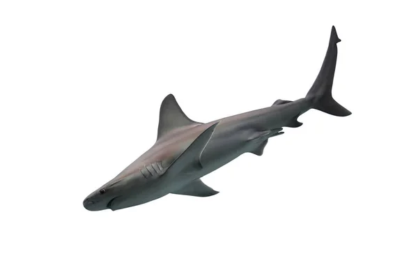 Hai isoliert auf Weiß — Stockfoto