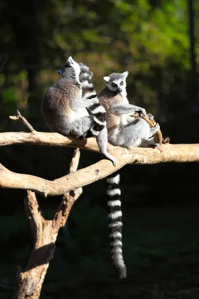 Two adult lemur katta (Lemur catta) — Stock Photo, Image