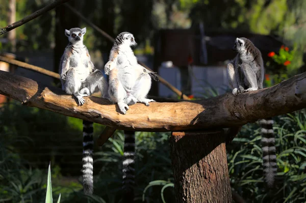 Adult lemurer katta (Lemur catta) — Stockfoto