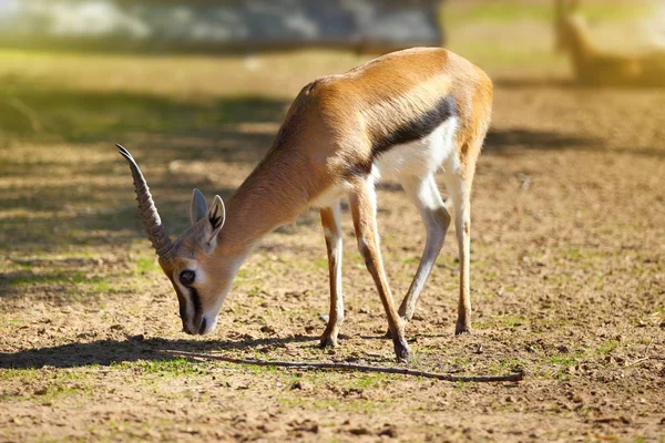 Thomson's gazelle (Eudorcas thomsonii) — Stock Photo, Image