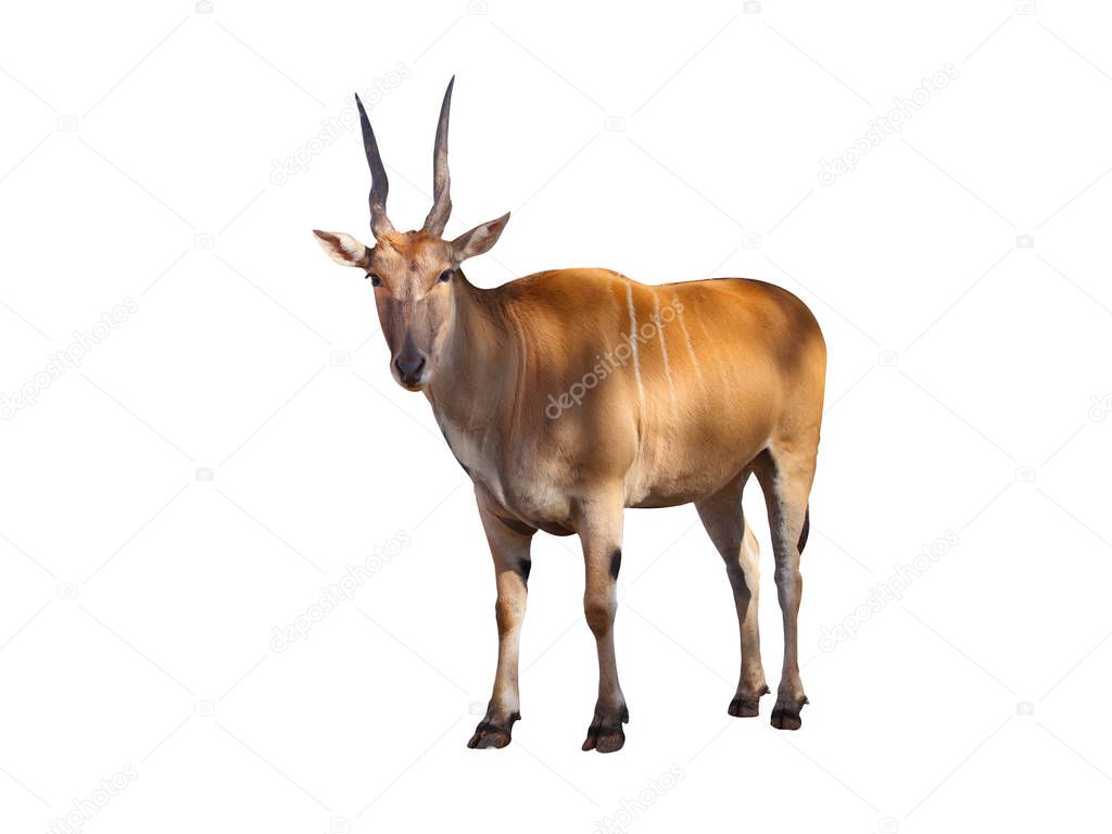 Common eland (Taurotragus oryx) 