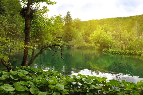 Plitvice lagos parque nacional, croácia — Fotografia de Stock