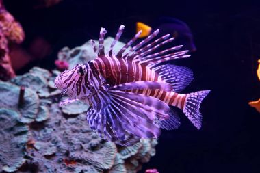 Aslan balığı (Pterois volitans)