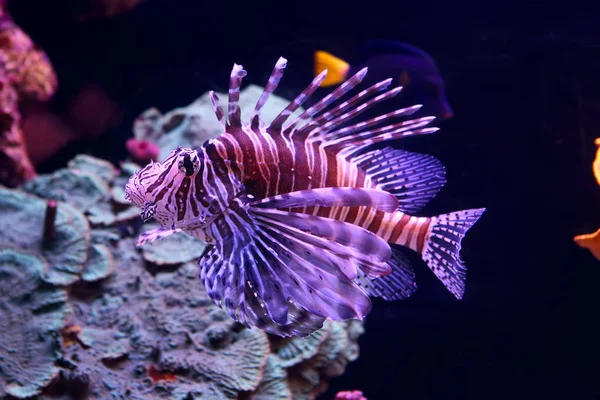 Löwenfisch (pterois volitans)) — Stockfoto