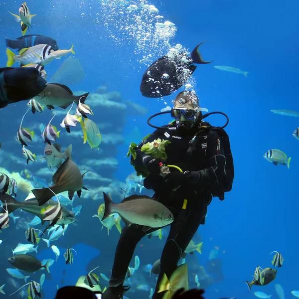 Taucher füttert Fische — Stockfoto