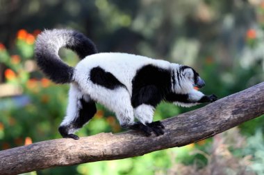siyah-beyaz yakalı lemur 