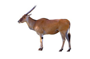 Eland (Taurotragus antilobu) 