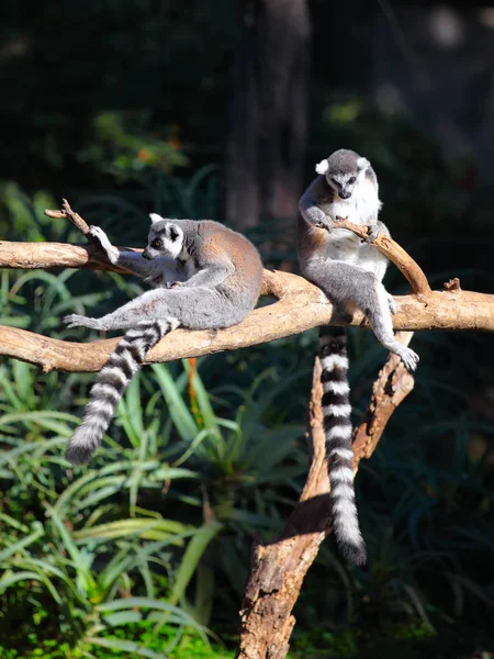 Due lemuri coda — Foto Stock