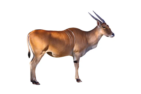 Eland antelope  on white background — Stock Photo, Image