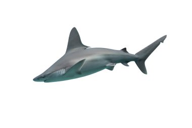 Beyaz arkaplanda köpekbalığı izole edildi