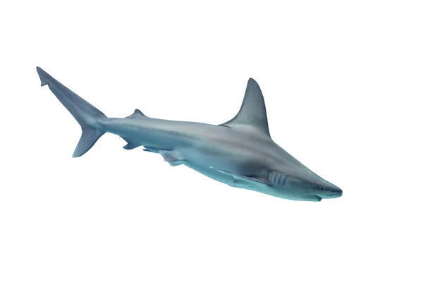 Shark isolated on white background — Stock Photo, Image