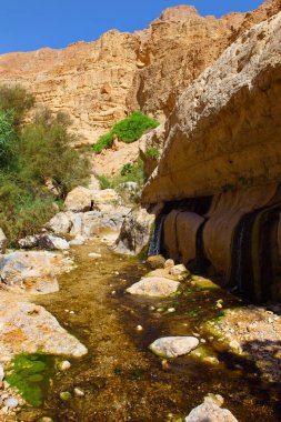 Ein Gedi Doğa Koruma Alanı