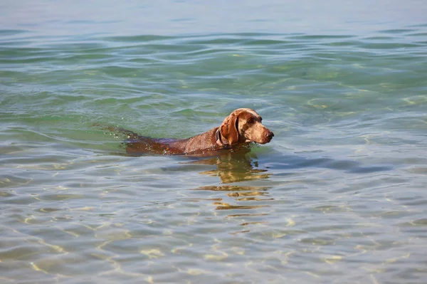 Výmarský ohař psa koupáním v moři — Stock fotografie