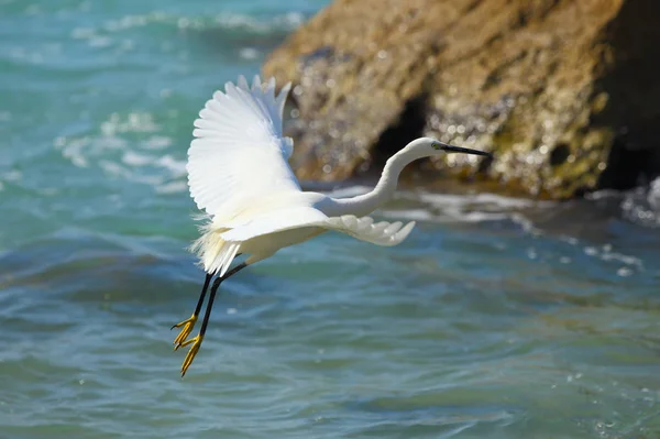 Voando Great White Egret — Fotografia de Stock