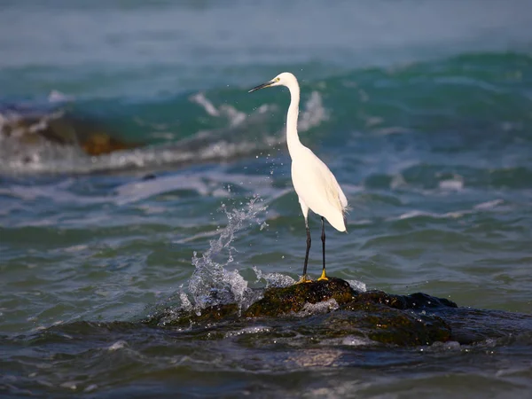Un airone bianco si erge su una roccia in riva al mare in cerca di prede — Foto Stock