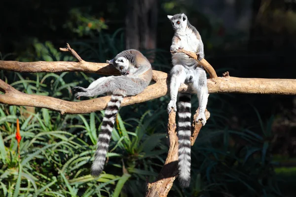 Dos lémures de cola (Lemur catta) sentados en una rama — Foto de Stock