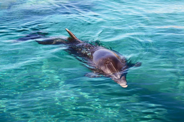 Dolphin in Red sea, Eilat . Israel — Stock Photo, Image