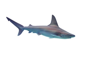 Beyaz arkaplanda köpekbalığı izole edildi