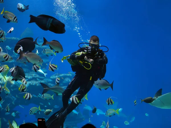 Buzo está alimentando a los peces — Foto de Stock