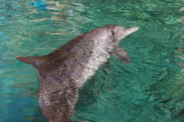 Delphin im roten Meer, eilat. Deutschland — Stockfoto