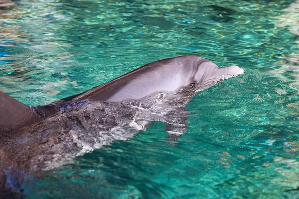 Дельфін в Червоному морі — стокове фото