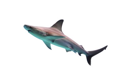 Beyaz Arkaplanda Köpekbalığı