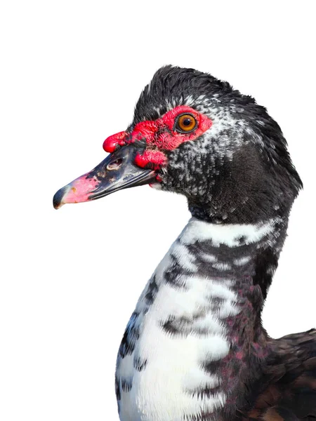 Pato muscovy (Cairina moschata) sobre fondo blanco —  Fotos de Stock