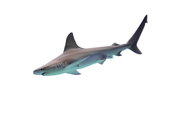 Hai auf weißem Hintergrund — Stockfoto