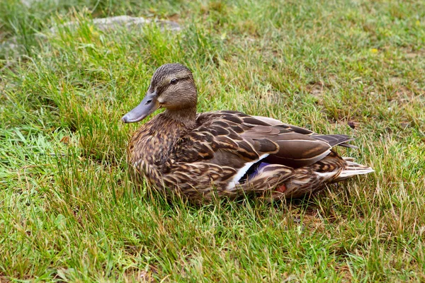 Mallard Pato sentado sobre hierba verde — Foto de Stock