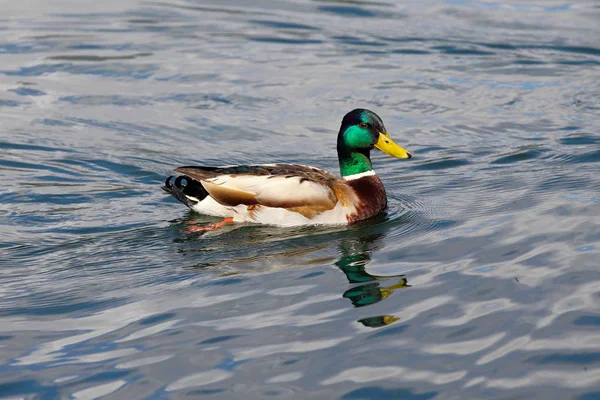 Canard colvert mâle nageant dans le lac — Photo