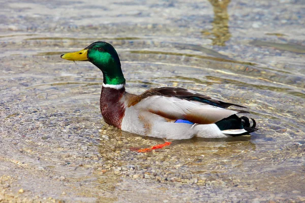 湖で男性のマガモ — ストック写真