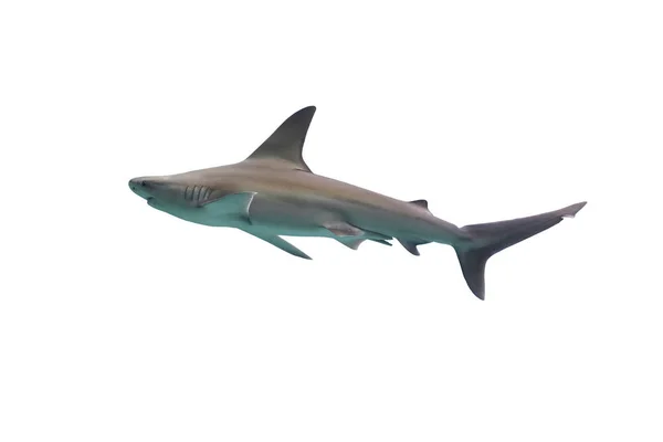 Hai isoliert auf weißem Hintergrund — Stockfoto