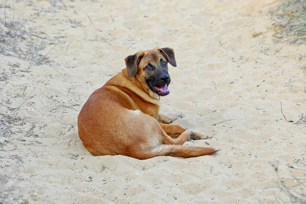 Hund på sanden — Stockfoto