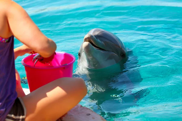 Жінка годує усміхненого дельфіна у воді . — стокове фото