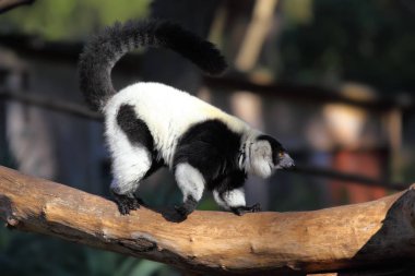 siyah-beyaz yakalı lemur 