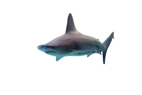 Tiburón aislado sobre fondo blanco —  Fotos de Stock