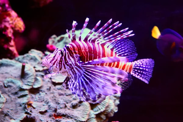 (Pterois volitans-leeuw vis) — Stockfoto