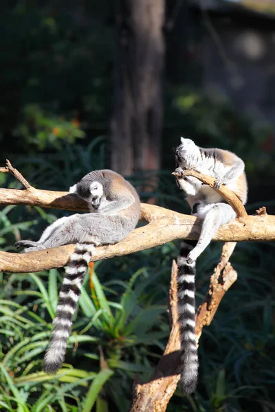 To halede lemurer (Lemur catta) sidder på en gren - Stock-foto