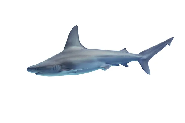 Shark isolated on white background — Stock Photo, Image