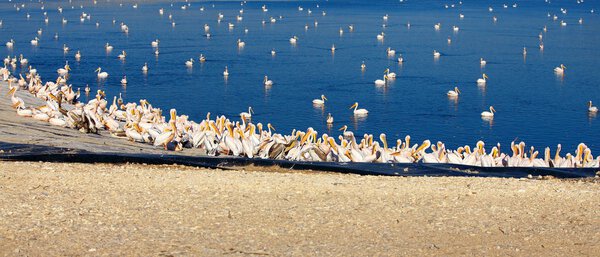 Group of Great White Pelicans 